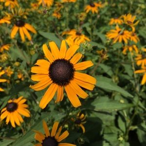 Meet your Posher, Sandy